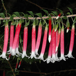 Epacris longiflora APII dig 1627