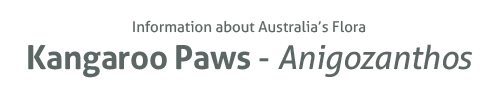 Information about Australia's flora Kangaroo Paws, Anigozanthos