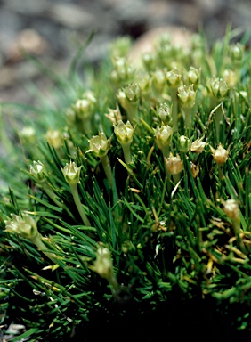 APII jpeg image of Colobanthus  © contact APII