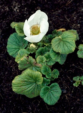 APII jpeg image of Geum talbotianum  © contact APII