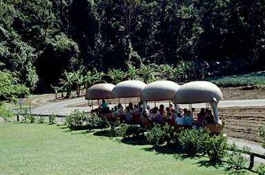 APII jpeg image of Macadamia cv.  © contact APII