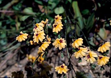 APII jpeg image of Goodenia trinervis  © contact APII