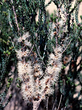 APII jpeg image of Melaleuca brevifolia  © contact APII