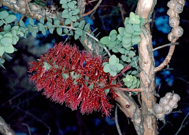 APII jpeg image of Melaleuca elliptica  © contact APII