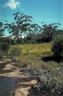 APII jpeg image of Gymnoschoenus sphaerocephalus  © contact APII