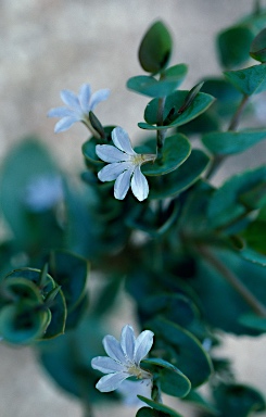 APII jpeg image of Scaevola brooksiana  © contact APII