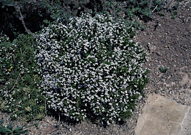 APII jpeg image of Stylidium spinulosum  © contact APII