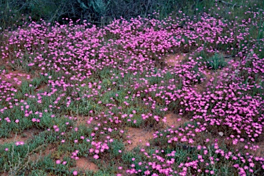APII jpeg image of Calandrinia polyandra  © contact APII