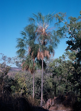 APII jpeg image of Livistona inermis  © contact APII