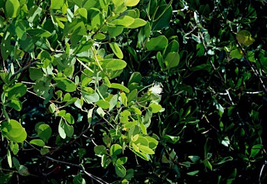 APII jpeg image of Sonneratia alba  © contact APII