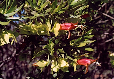 APII jpeg image of Eremophila duttonii  © contact APII