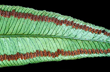 APII jpeg image of Angiopteris evecta  © contact APII