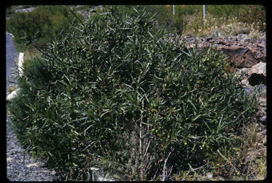 APII jpeg image of Solanum vescum  © contact APII