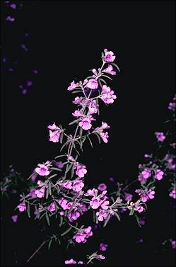 APII jpeg image of Prostanthera discolor  © contact APII