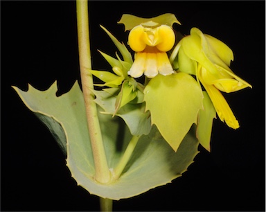 APII jpeg image of Goodenia crescentiloba  © contact APII