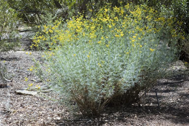 APII jpeg image of Senecio anethifolius subsp. brevibracteolatus  © contact APII