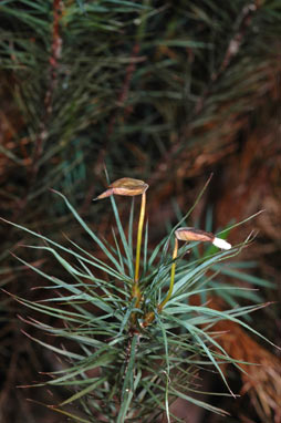 APII jpeg image of Dawsonia superba  © contact APII