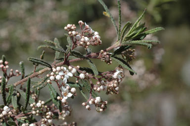 APII jpeg image of Zieria parrisiae  © contact APII