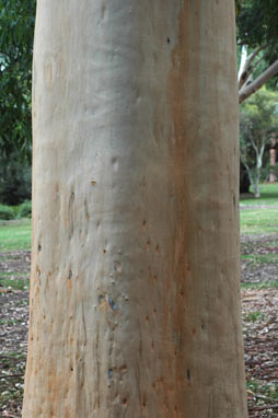 APII jpeg image of Eucalyptus saligna  © contact APII