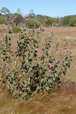 APII jpeg image of Radyera farragei  © contact APII