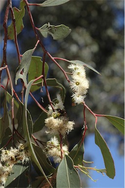 APII jpeg image of Eucalyptus microcarpa  © contact APII