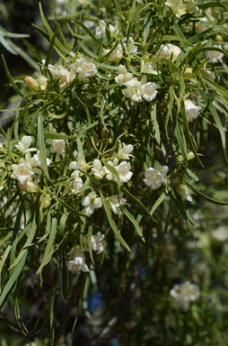 APII jpeg image of Eremophila mitchellii  © contact APII