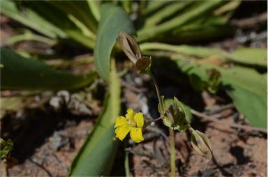 APII jpeg image of Goodenia macrocalyx  © contact APII