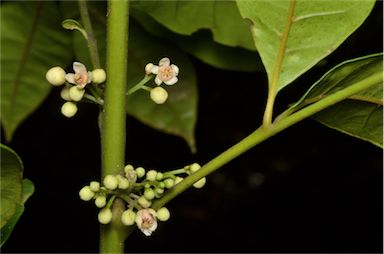 APII jpeg image of Synoum glandulosum subsp. glandulosum  © contact APII