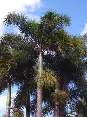 APII jpeg image of Wodyetia bifurcata  © contact APII