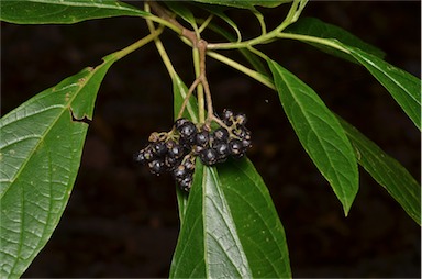 APII jpeg image of Abrophyllum ornans  © contact APII