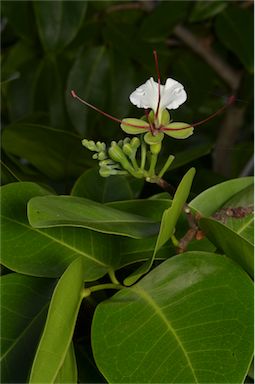 APII jpeg image of Intsia bijuga  © contact APII