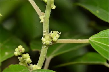 APII jpeg image of Pipturus argenteus  © contact APII