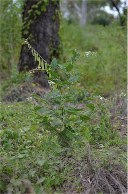 APII jpeg image of Crotalaria verrucosa  © contact APII