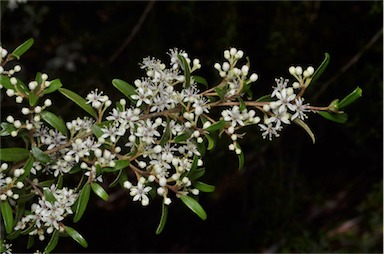 APII jpeg image of Nematolepis squamea subsp. retusa  © contact APII