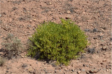 APII jpeg image of Roepera aurantiaca subsp. verticillata  © contact APII