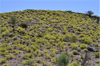 APII jpeg image of Roepera aurantiaca subsp. verticillata  © contact APII