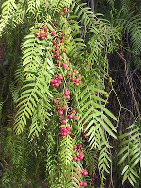 APII jpeg image of Schinus molle  © contact APII