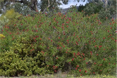 APII jpeg image of Kunzea baxteri  © contact APII