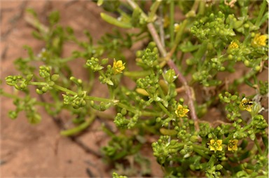 APII jpeg image of Roepera eremaea  © contact APII