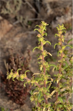 APII jpeg image of Lawrencia glomerata  © contact APII