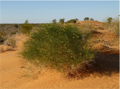 APII jpeg image of Swainsona laxa  © contact APII