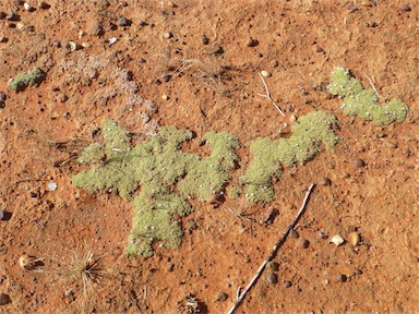 APII jpeg image of Dentella pulvinata  © contact APII