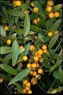 Eustrephus latifolius