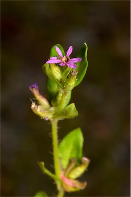 APII jpeg image of Cuphea carthagenensis  © contact APII