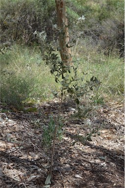 APII jpeg image of Sida phaeotricha  © contact APII