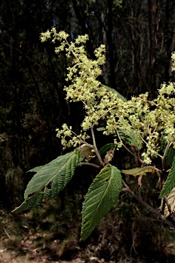 APII jpeg image of Pomaderris aspera  © contact APII