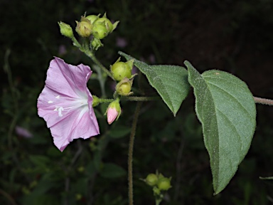 APII jpeg image of Jacquemontia paniculata  © contact APII