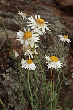 APII jpeg image of Rhodanthe anthemoides  © contact APII