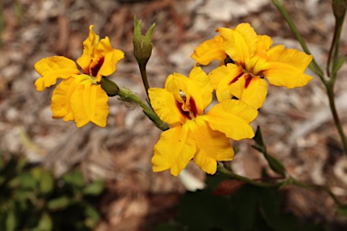 APII jpeg image of Goodenia brendannarum  © contact APII