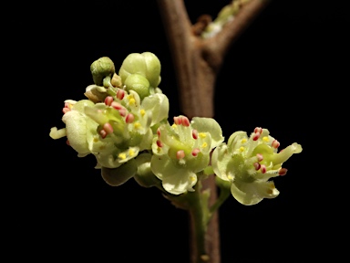 APII jpeg image of Guioa semiglauca  © contact APII